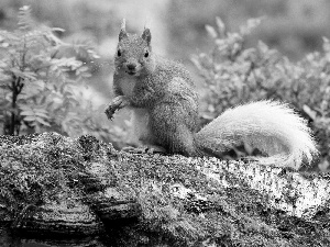 Moss, squirrel, Stone