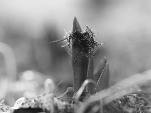 Moss, Leaf, tulips