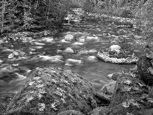 stream, forest, boulders, stony, autumn, mossy, Leaf