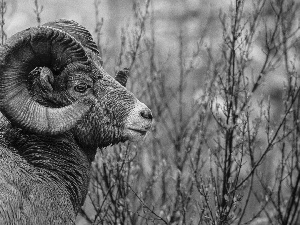 mouflon