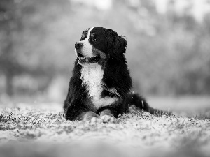 Bernese Mountain Dog, lying, dog