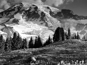 Mountain, Meadow, Snowy, peaks, dawn