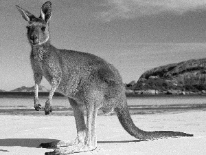 Mountains, Australia, sea, Beaches, kangaroo