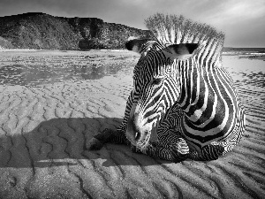 Mountains, Zebra, Beaches