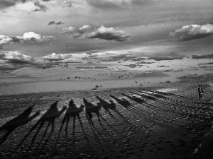 Mountains, clouds, shadow, Camels, Desert