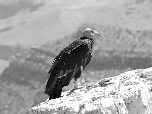 condor, Mountains