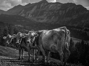 Mountains, Three, Cows