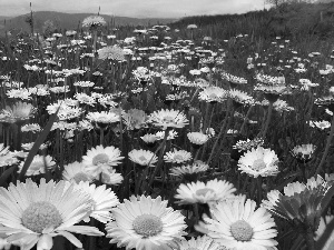 Mountains, Meadow, daisies