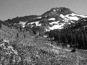 Mountains, Meadow, Flowers