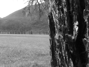 Mountains, trees, green