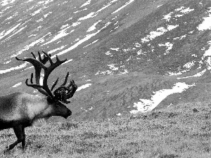 Karibu, Meadow, mountains, antlers