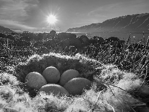 Mountains, lake, pen, eggs, nest