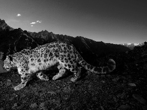 Leopards, Mountains