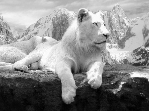 Lion, Stone, Mountains, Albinos