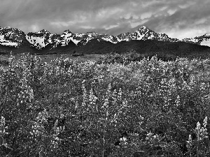 Meadow, lupine, Mountains, Flowers