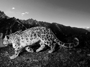 Mountains, Panther, snow