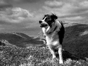 Mountains, dog, pastoral