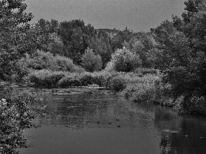 River, forest, Mountains, ducks