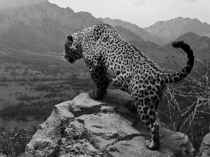 Mountains, Leopards, Rocks