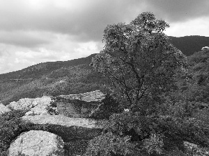 Mountains, Plant