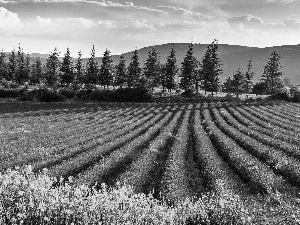 Mountains, summer, lavender, woods, Field