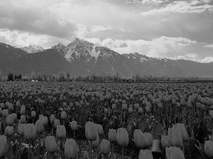 Mountains, Red, Tulips