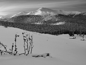 winter, Sunrise, Carpathian Mountains, forest, Ukraine