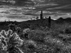 west, Cactus, Mountains, sun