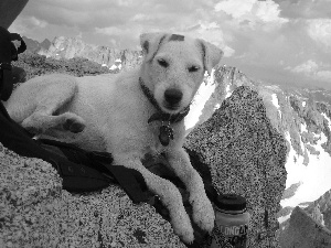 White, Pendant, Mountains, doggy