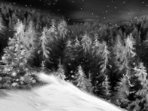 Mountains, winter, forest, christmas tree, Spruces