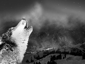 Mountains, Wolf, winter