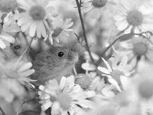 Flowers, Little one, mouse