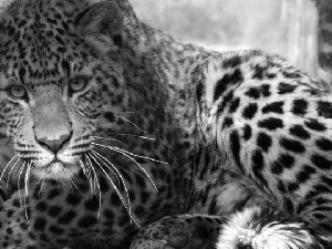 Leopards, moustache