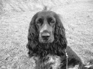 Black, English Cocker Spaniel, mouth, dog