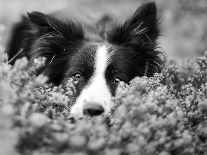 heather, Border Collie, mouth