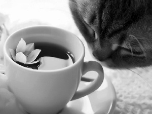 White, cup, mouth, cat, Flowers, tea