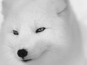 mouth, White, Fox