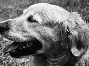 Tounge, Golden Retriever, mouth