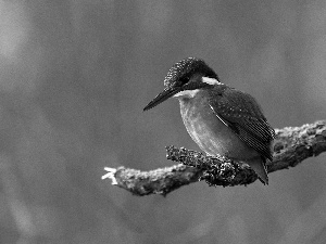 mouth, kingfisher, birdies, Big, color