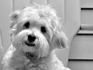 White, face, mouth, terrier