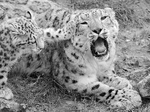 mouth, snow leopard, young