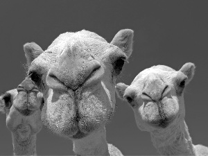 mouths, Camels, White