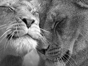 mug, Two, lionesses