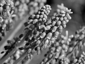 Blue, Muscari