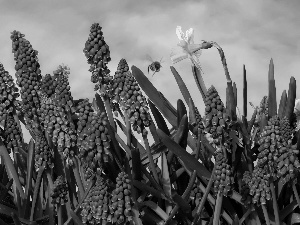 Flowers, Jonquil, bee, Muscari