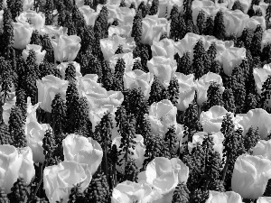 Muscari, White, Tulips