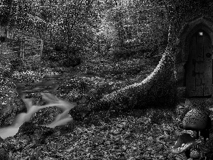 forest, trees, mushroom, stream