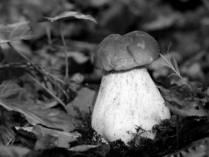 Mushrooms, Real mushroom