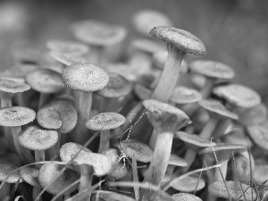 Brown, mushrooms