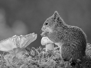 squirrel, mushrooms